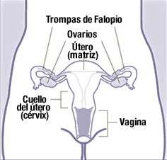 El cuello del utero conecta al utero (o matriz) con la vagina.
